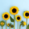sunflower_2020